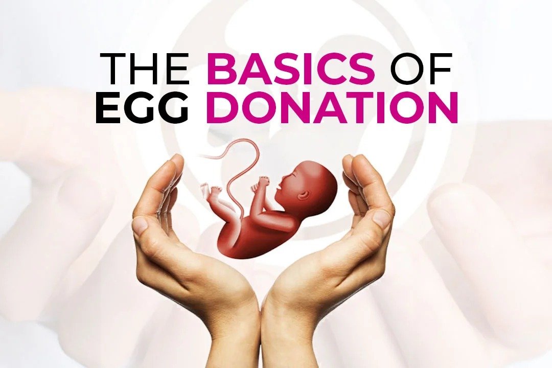 The Basics of Egg Donation: What You Need to Know